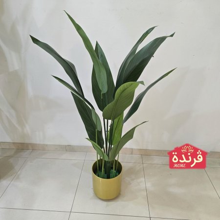 شجرة موز حجم صغير